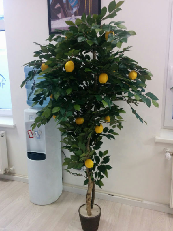 Citronkoks_1