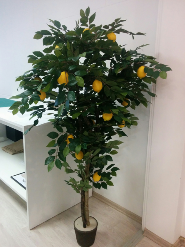 Citronkoks_2