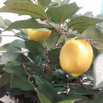 Citronkoks_3