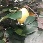 Citronkoks_4