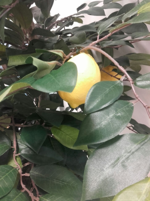 Citronkoks_4