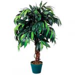 Mango_1