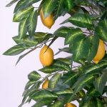 285_2_citronkoks