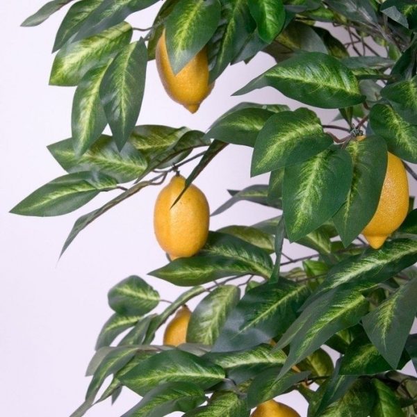 285_2_citronkoks