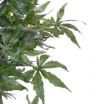 MARIHUANY_2308_2