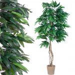 Mango_180_2