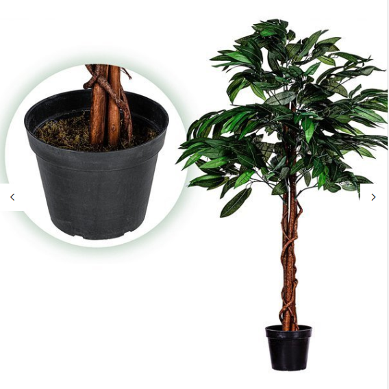 Mango_120_2